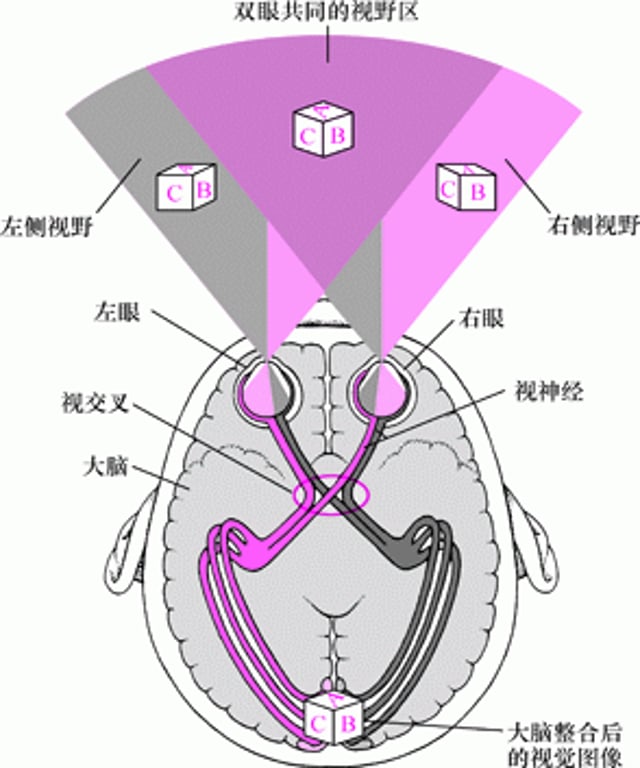 追踪视路