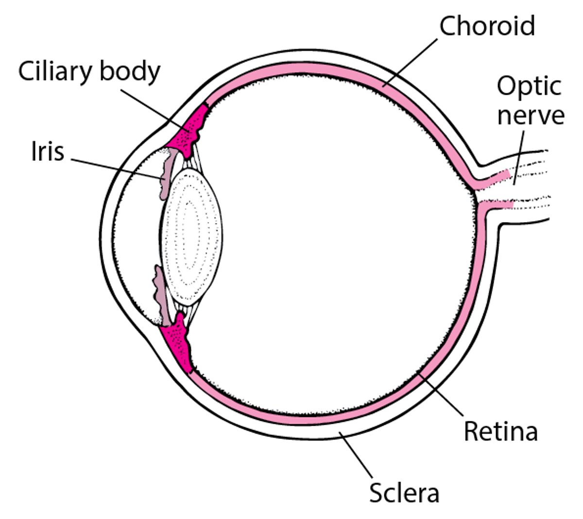 A View of the Uveal Tract
