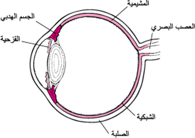 نظرة على السبيل العنبي