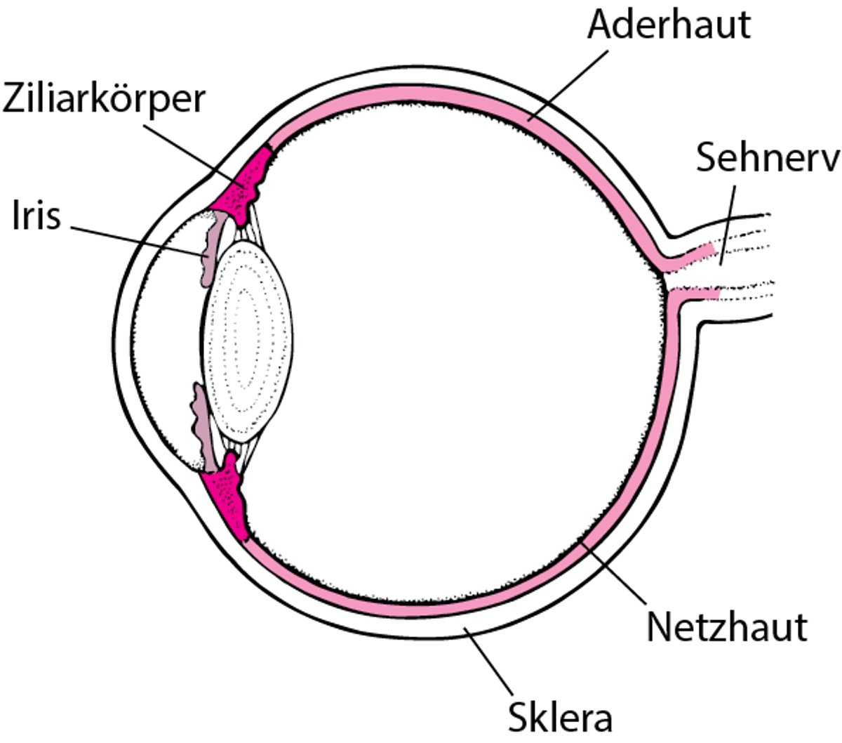Ansicht des Uvealtrakts