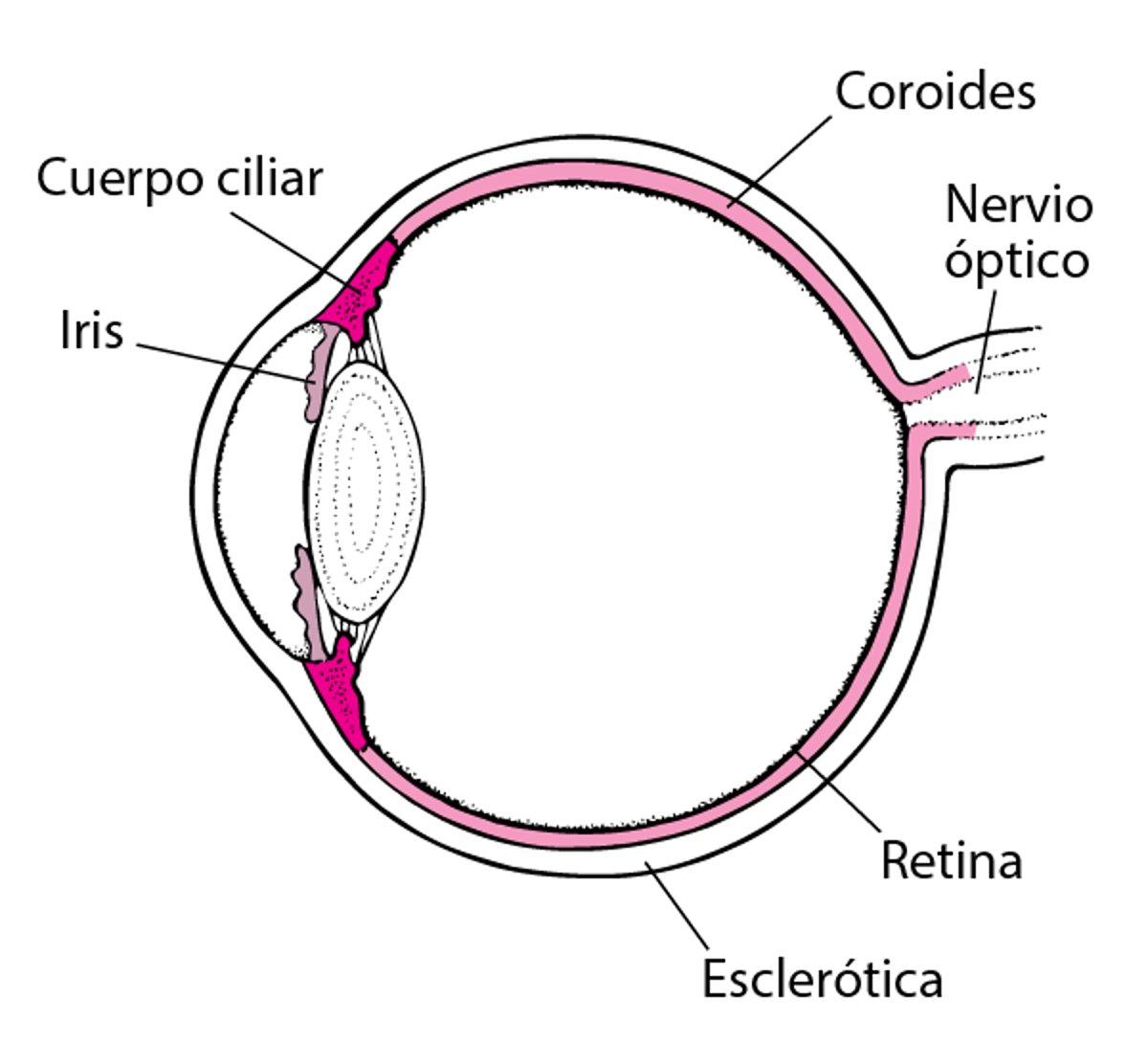 Vista del conducto uveal