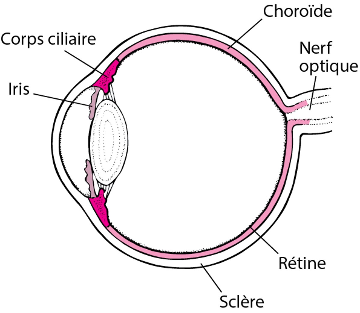 Vue du tractus uvéal