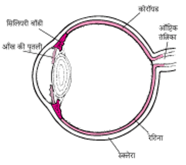 ऊवियल ट्रैक्ट का एक दृश्य