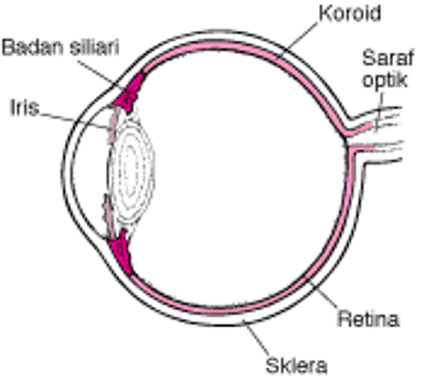 Tampilan Saluran Uveal