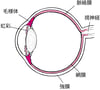 ぶどう膜の図