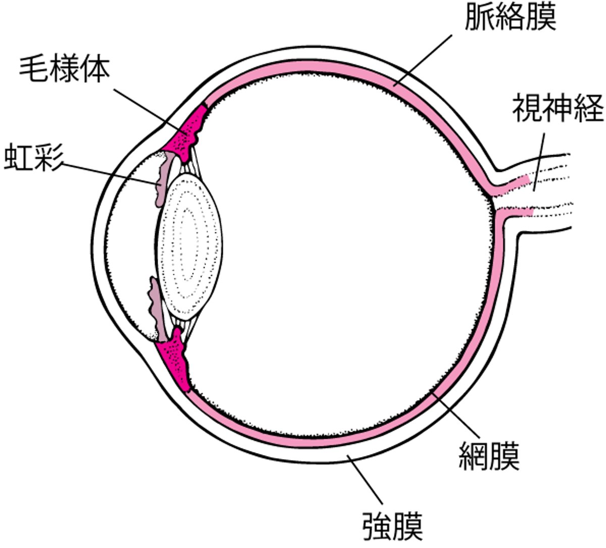 ぶどう膜の図