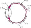 포도막계의 모습