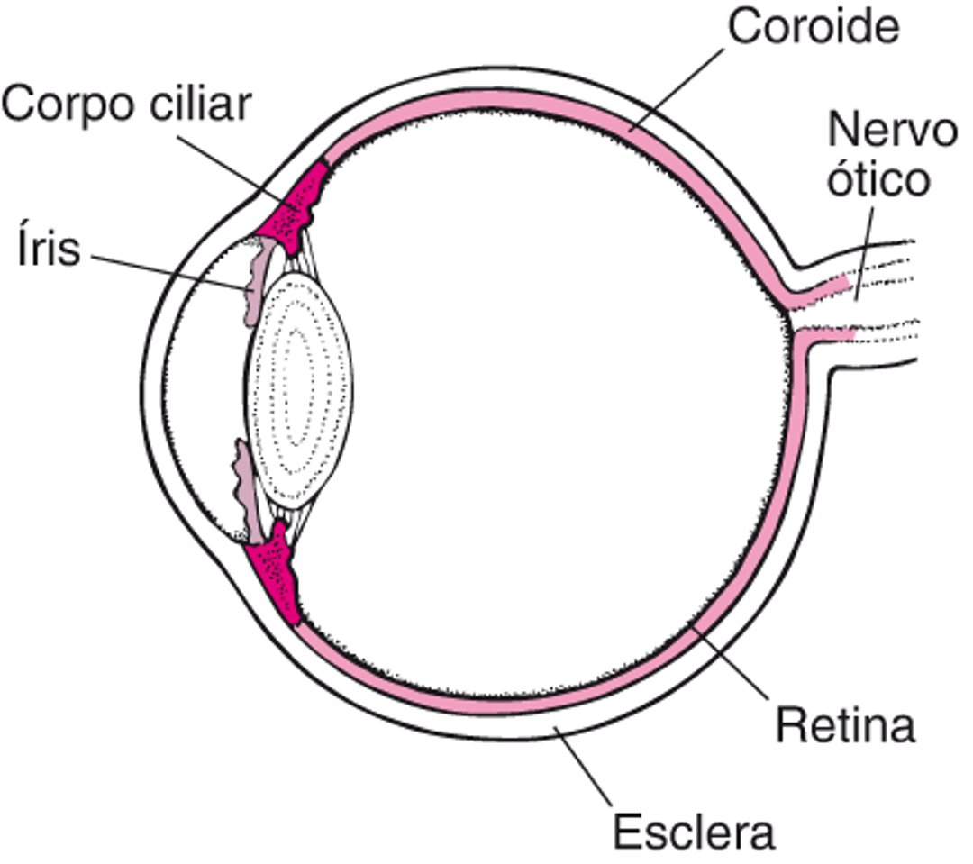 Considerações gerais sobre o trato uveal