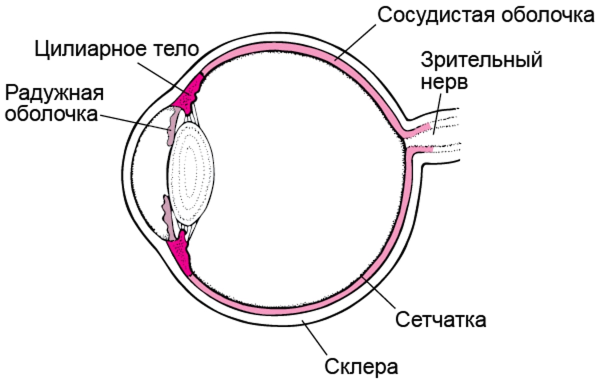 Изображение сосудистой оболочки глазного яблока