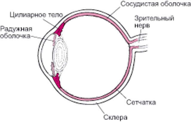 Изображение сосудистой оболочки глазного яблока