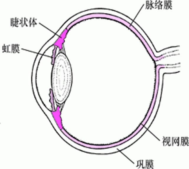 查看葡萄膜