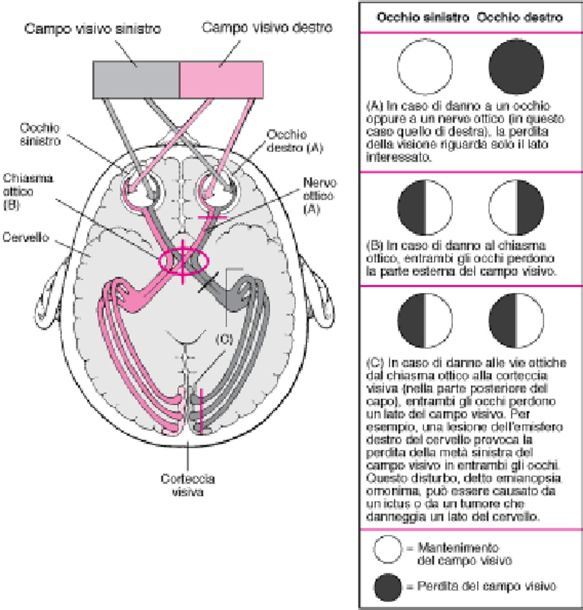 Le vie ottiche e le conseguenze del danno