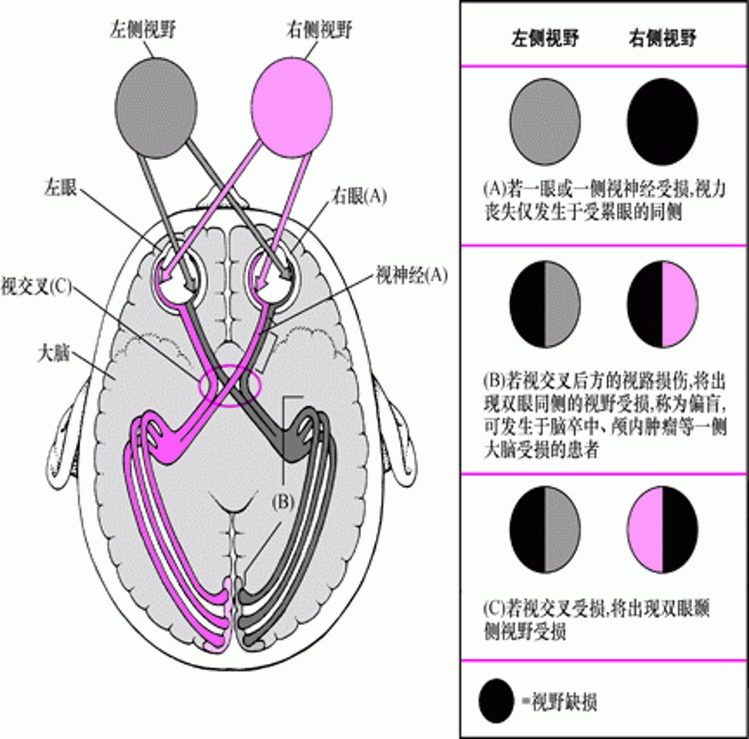 当视觉通路受损时