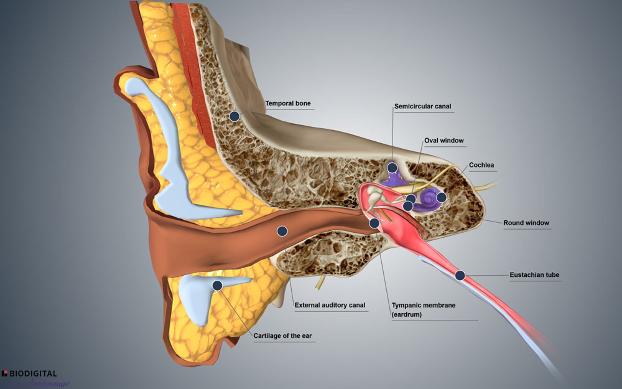 Cross-Section of the Ear