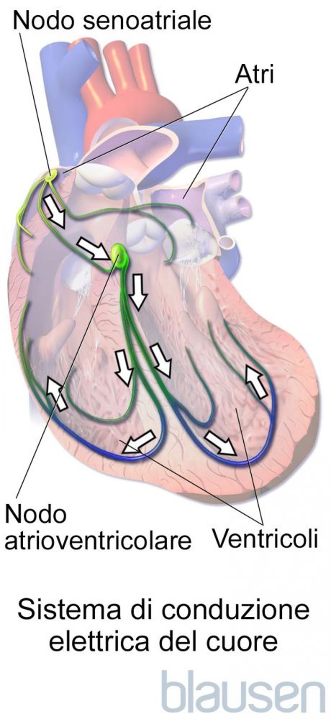 Sistema di conduzione elettrica del cuore