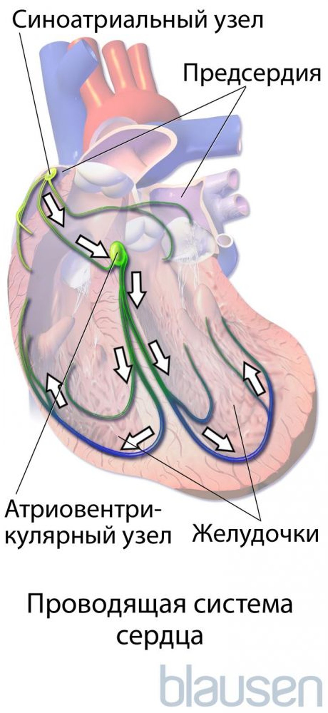 Проводящая система сердца