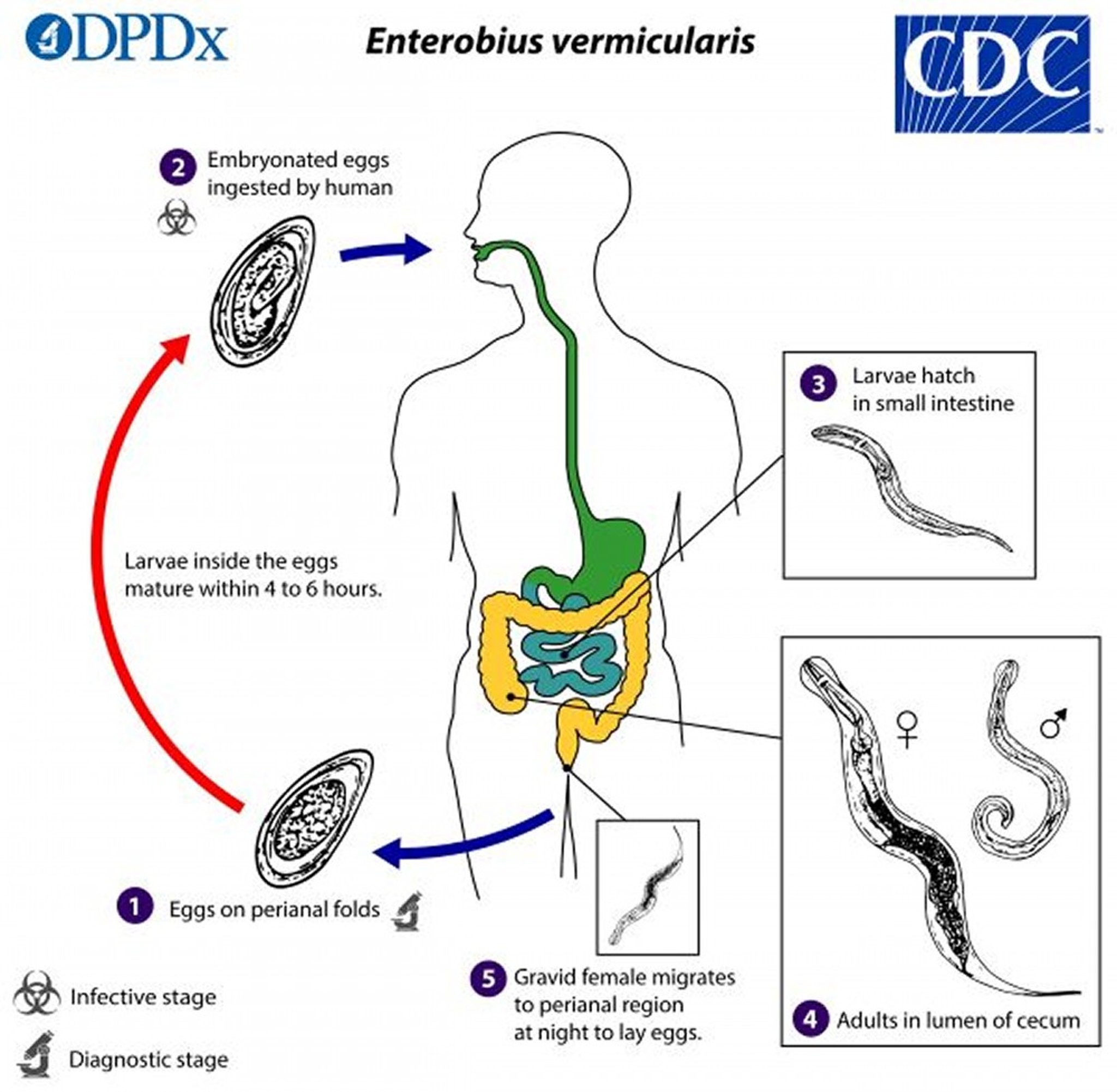 Ciclo de vida del oxiuro (<i >Enterobius vermicularis</i>)