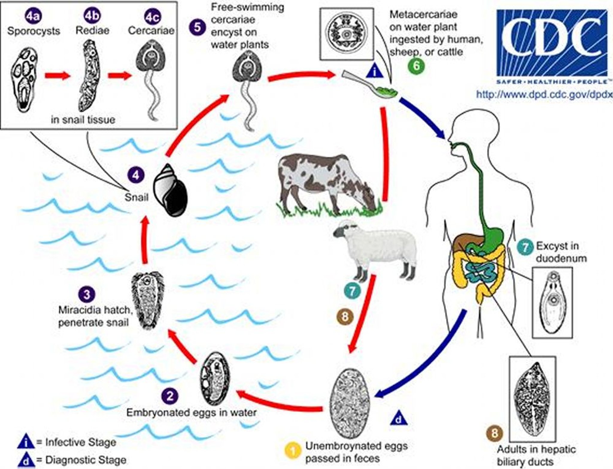 Lebenszyklus des großen Leberegels (<i >Fasciola hepatica</i>)