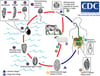 Ciclo de vida do Fasciola hepatica