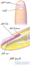 تشريح ظفر إصبع اليد