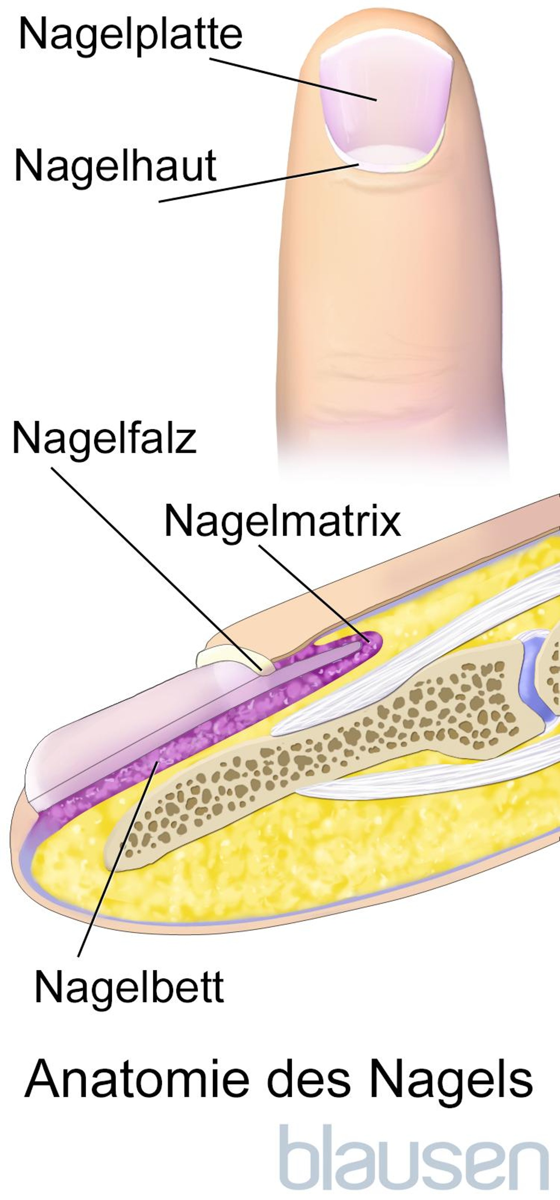 Anatomie des Fingernagels