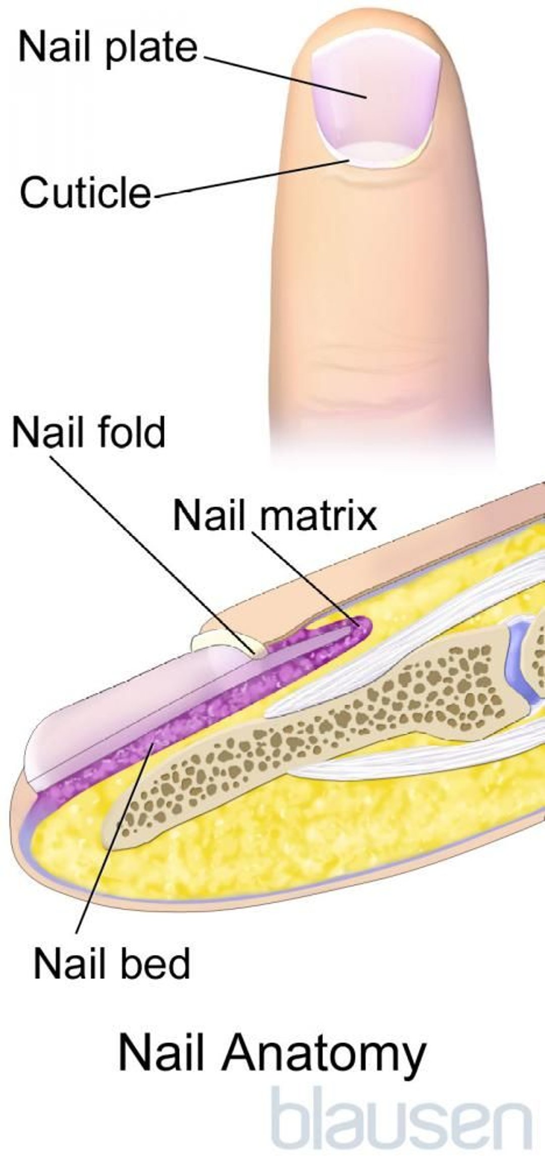 Anatomía de la uña de los dedos de la mano