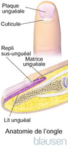 Anatomie de l’ongle des doigts