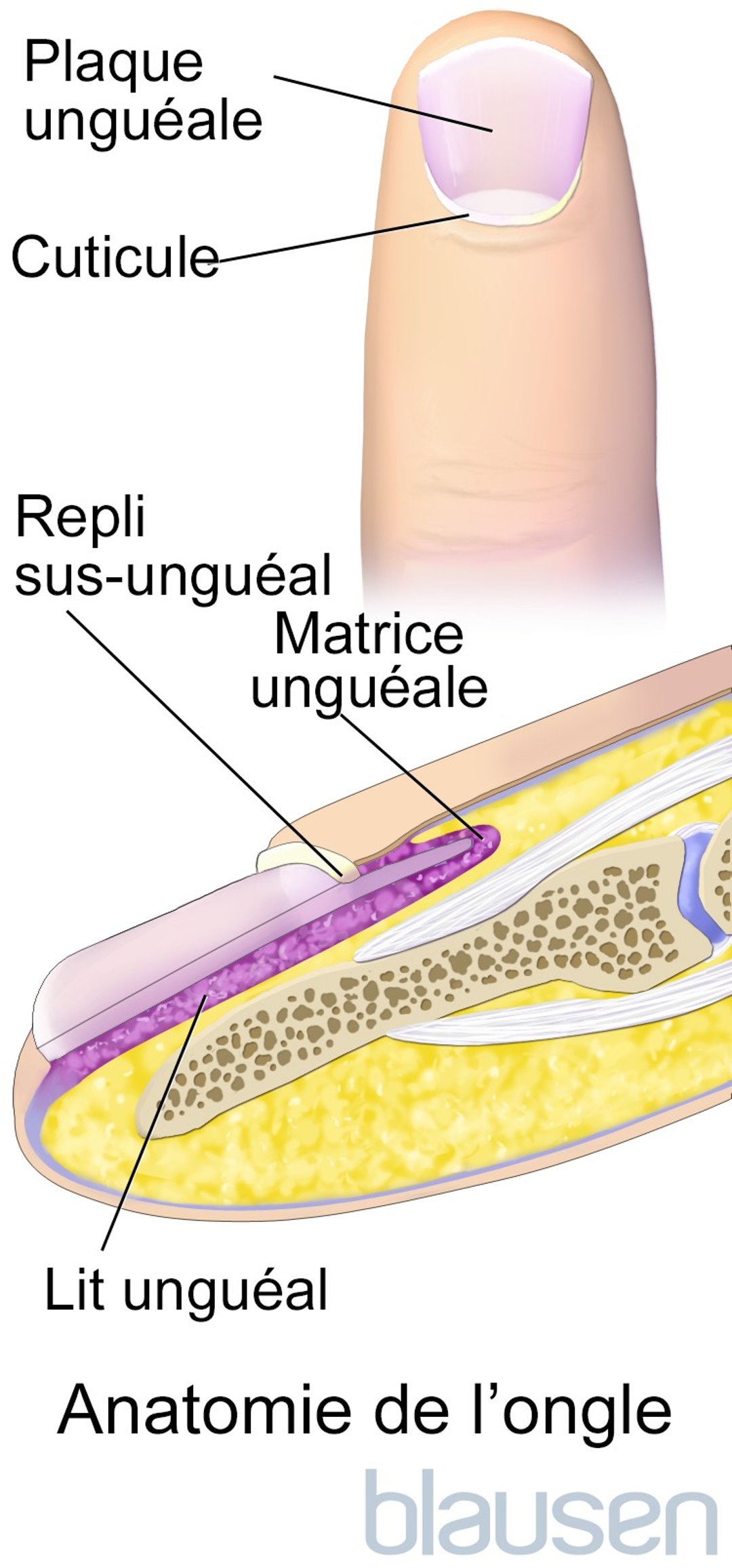 Anatomie de l’ongle des doigts