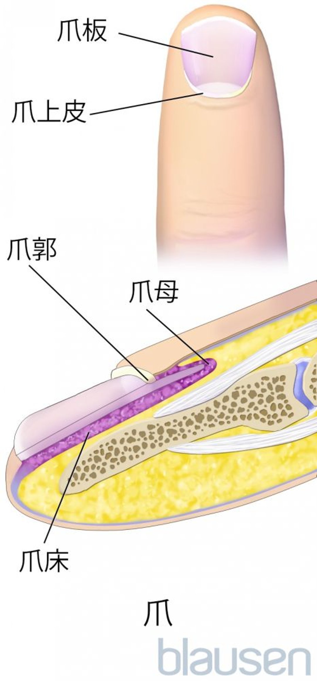 手の爪の解剖学的構造