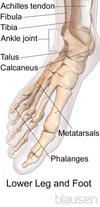 Anatomy of the Foot