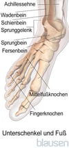 Anatomie des Fußes