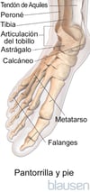 Anatomía del pie