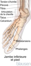 Anatomie du pied