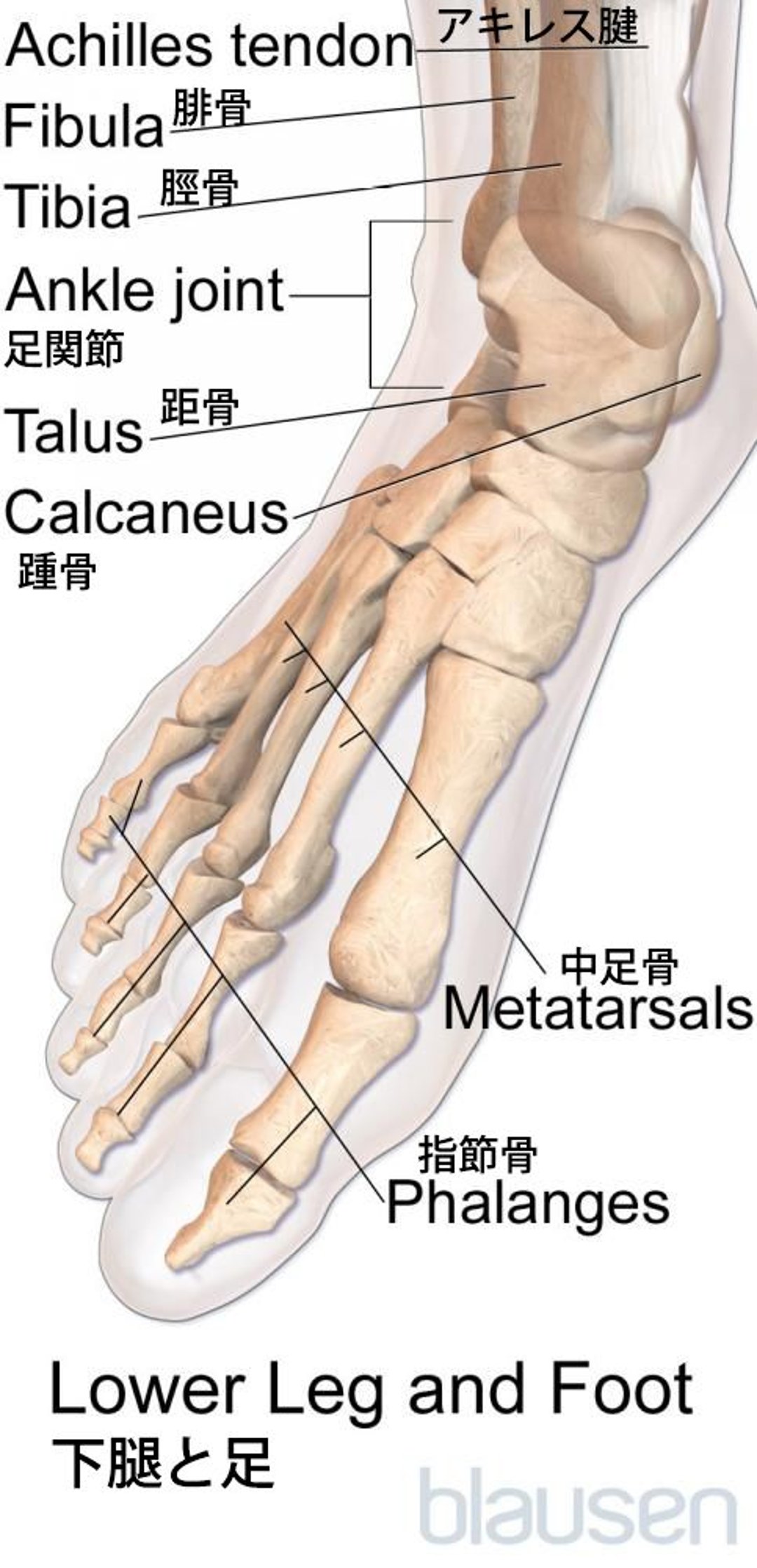 足の解剖学的構造