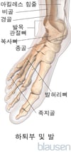 발의 해부학