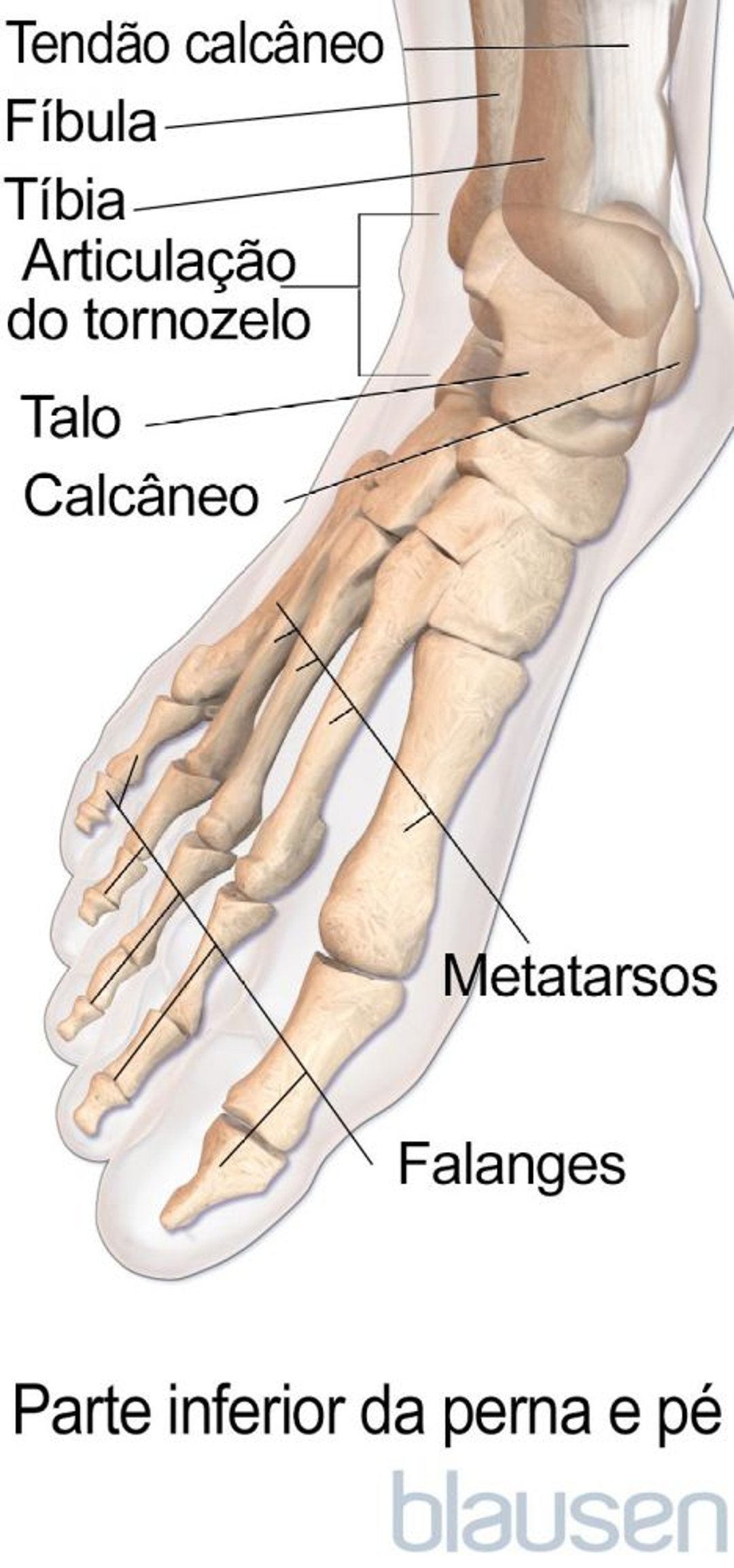 Anatomia do pé