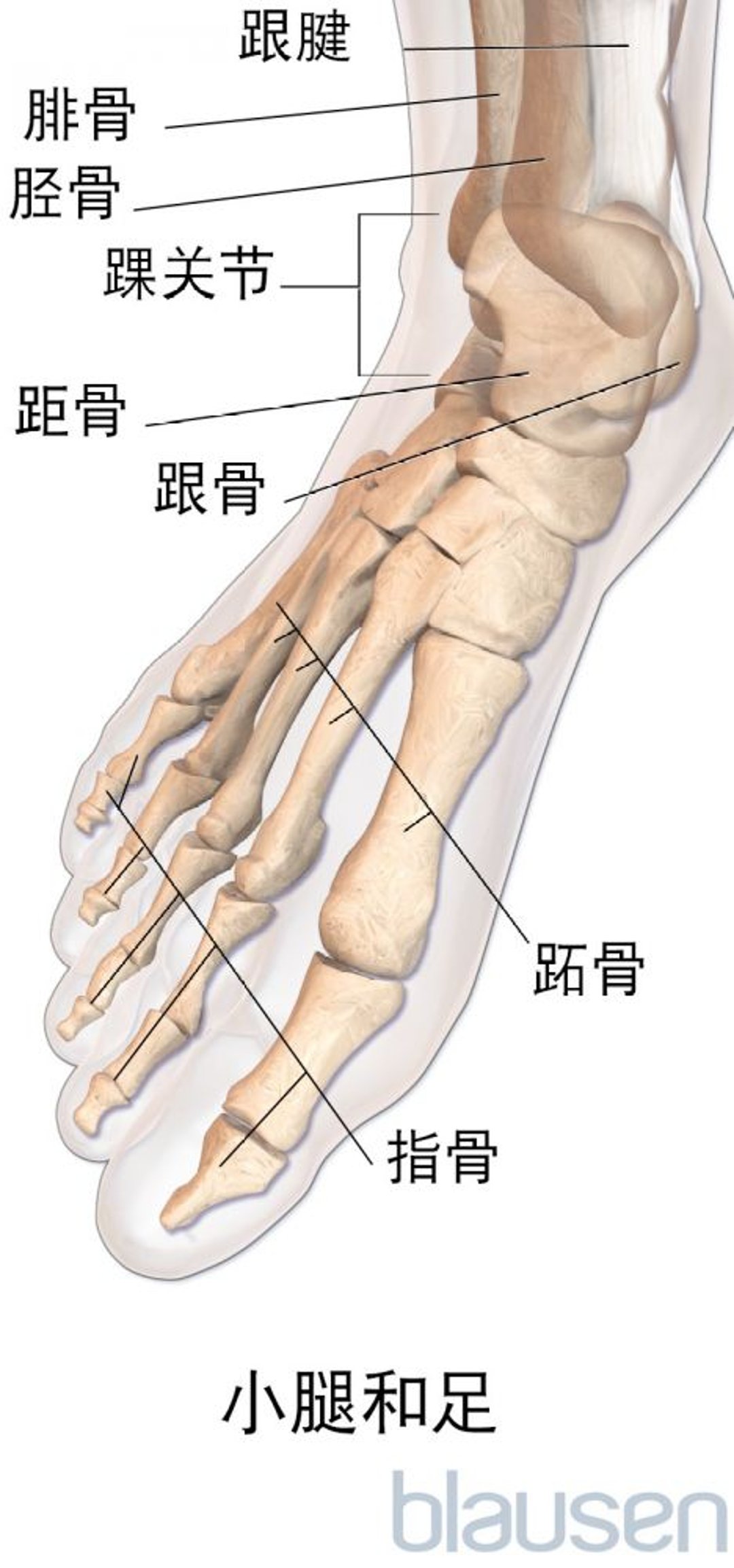 足部解剖结构
