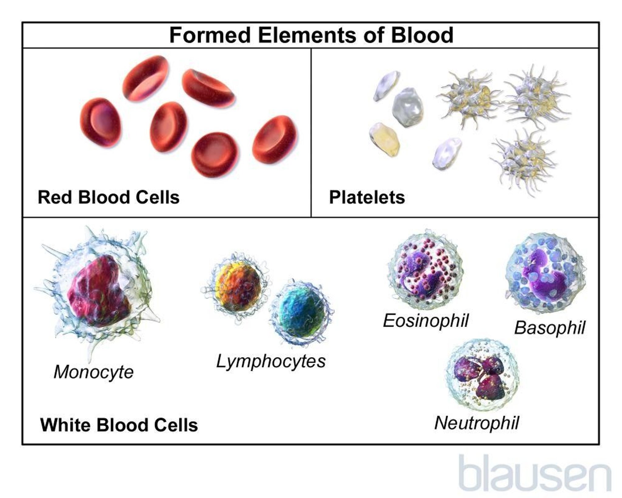 Types of Blood Cells