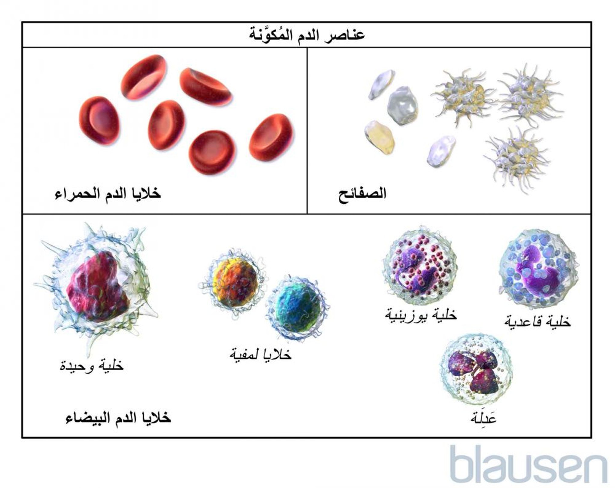 أنواع خلايا الدم