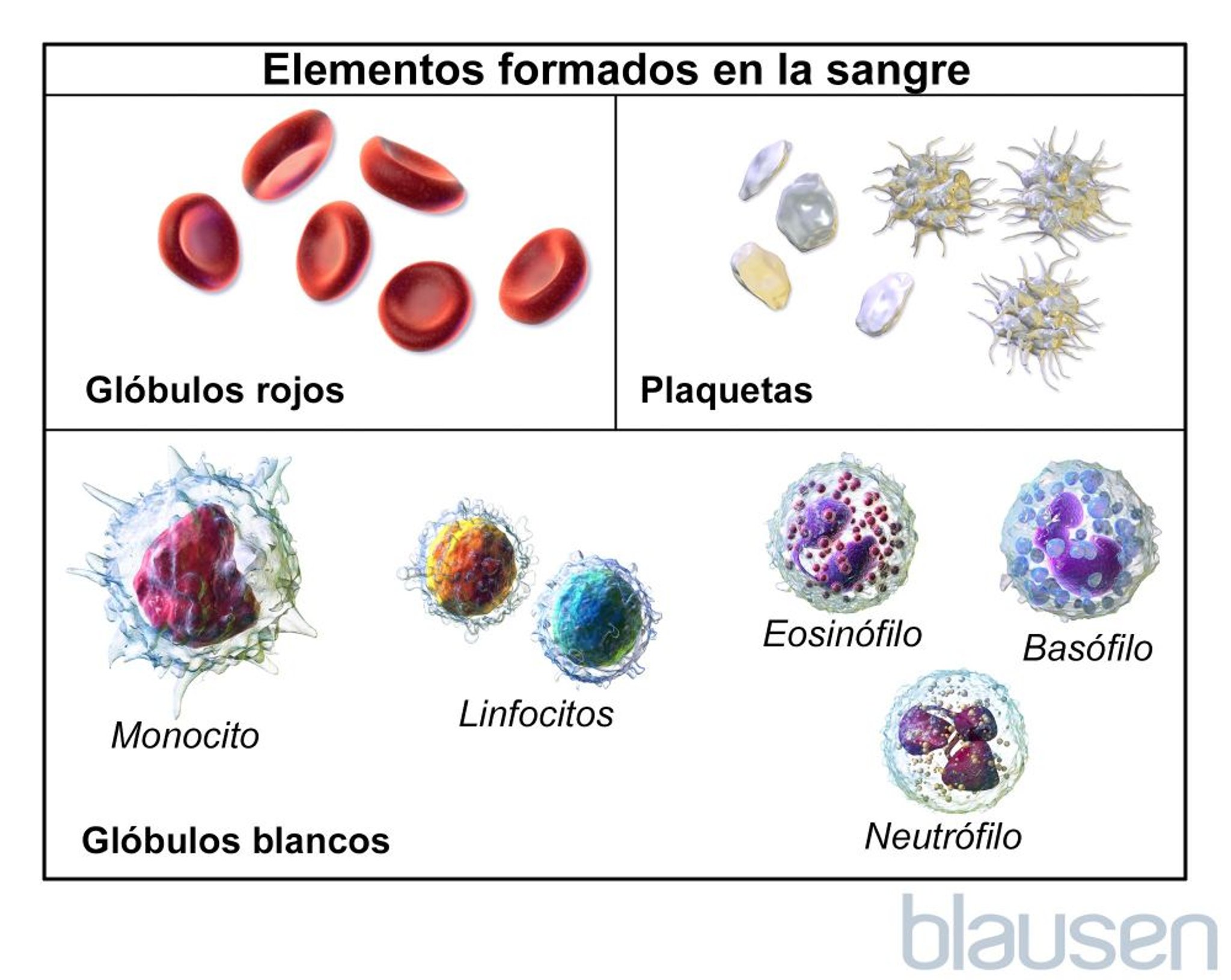 Tipos de células sanguíneas