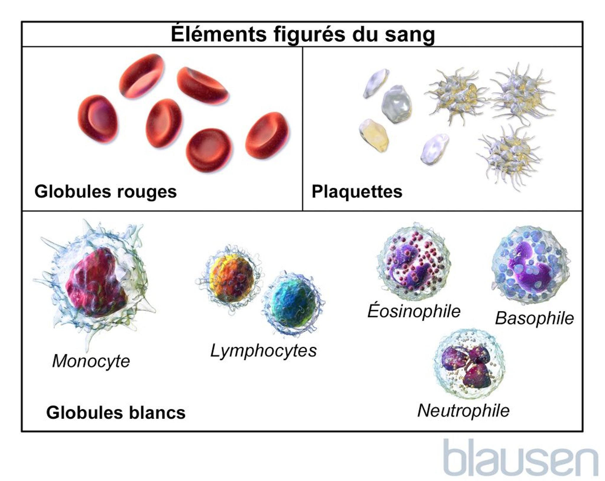 Types de cellules sanguines
