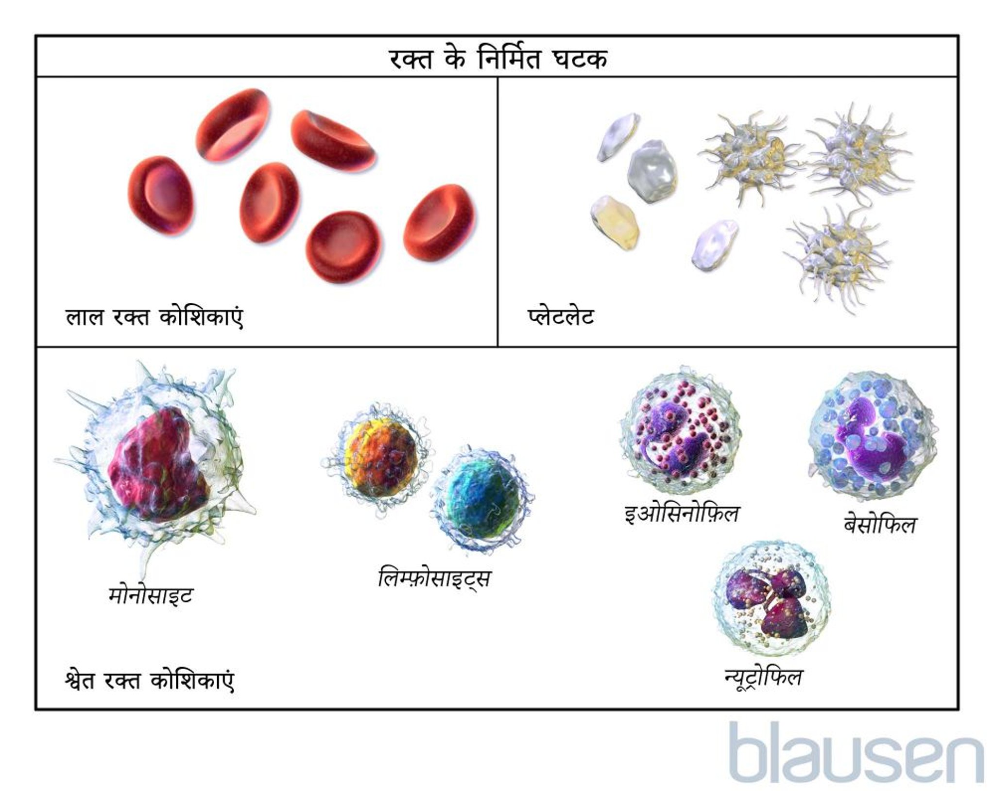 रक्त कोशिकाओं के प्रकार