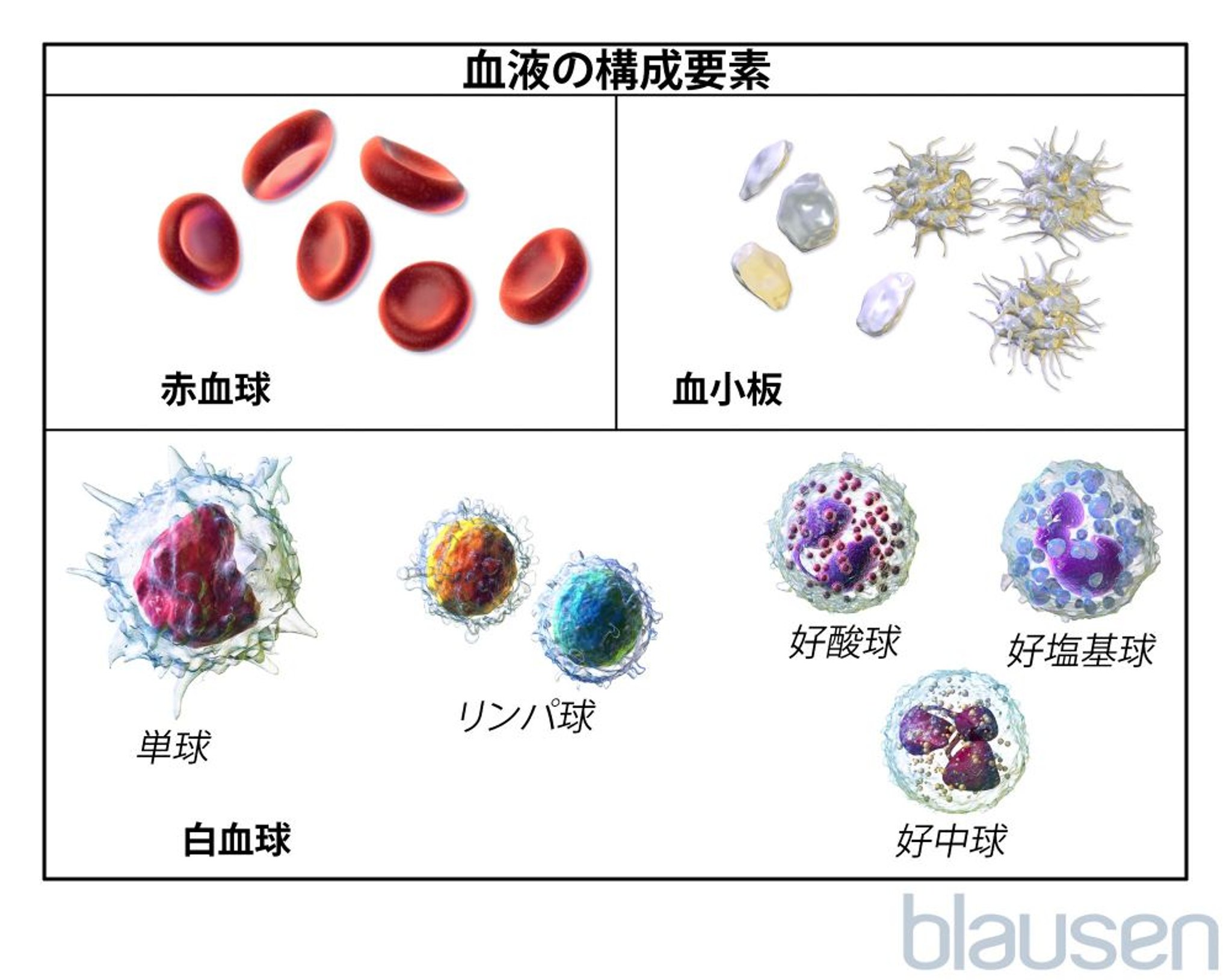血液細胞（血球）の種類