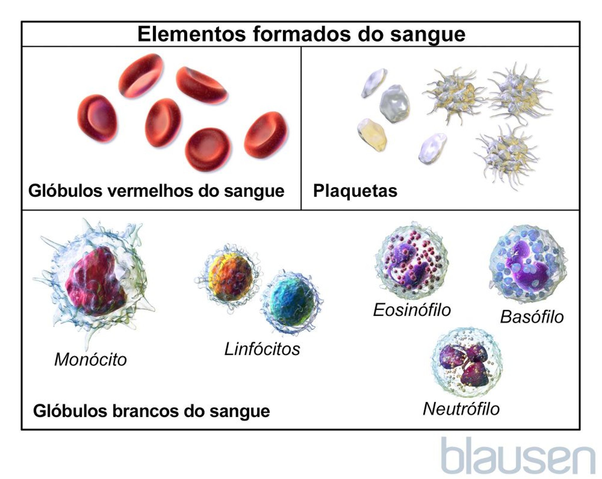 Tipos de células sanguíneas