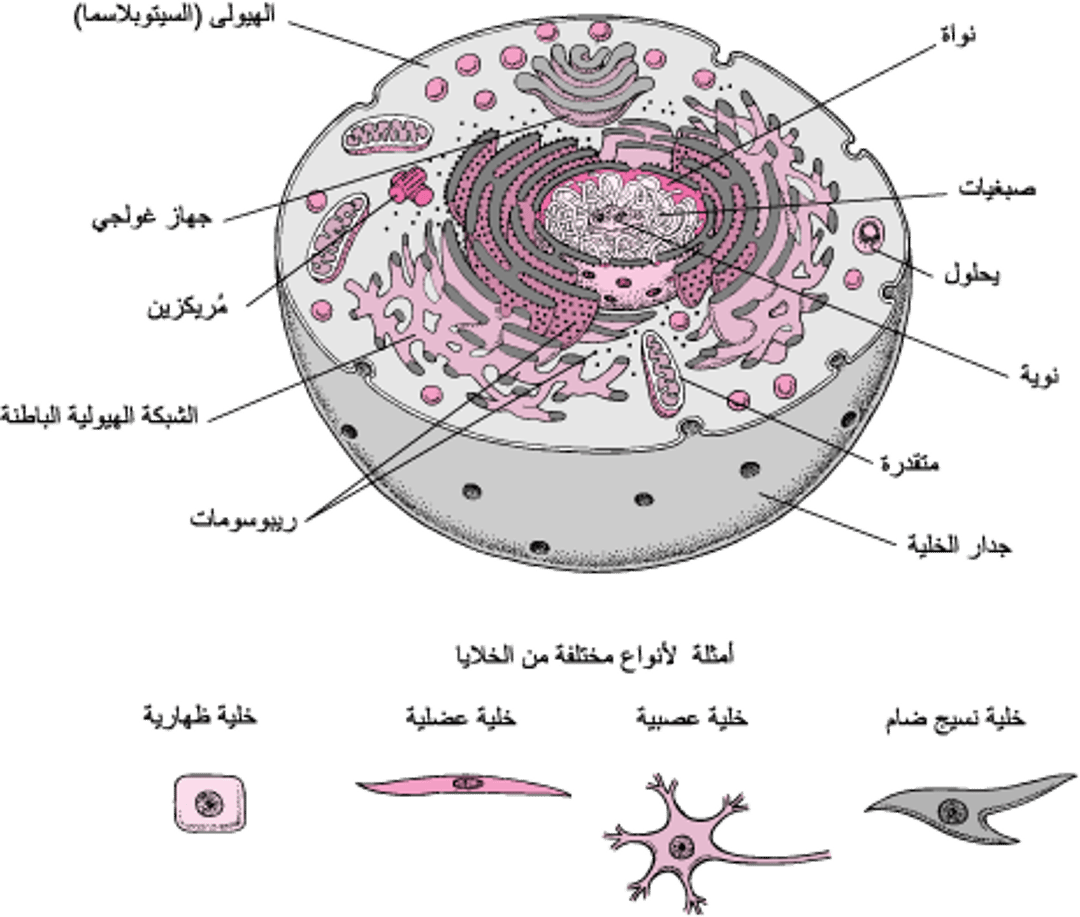 داخل الخلية