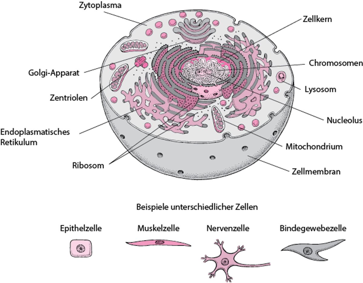 Das Innere einer Zelle