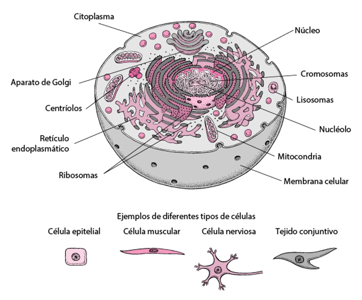 Interior de la célula