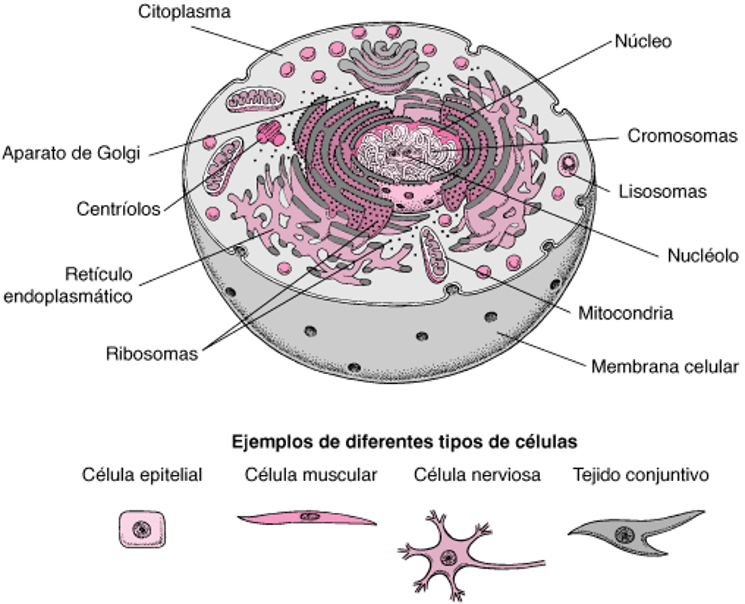 Interior de la célula