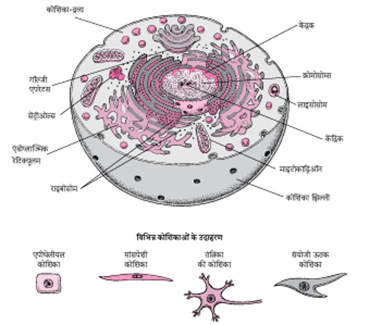 कोशिका के अंदर