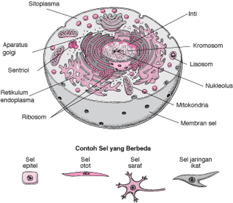 Bagian Dalam Sel